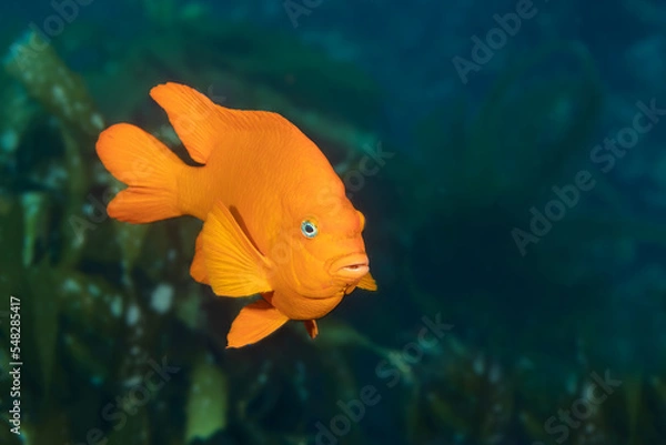 Fototapeta Garibaldi fish at Catalina Island swims amongst a kelp forest