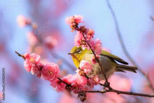 Fototapeta 梅の花とメジロ