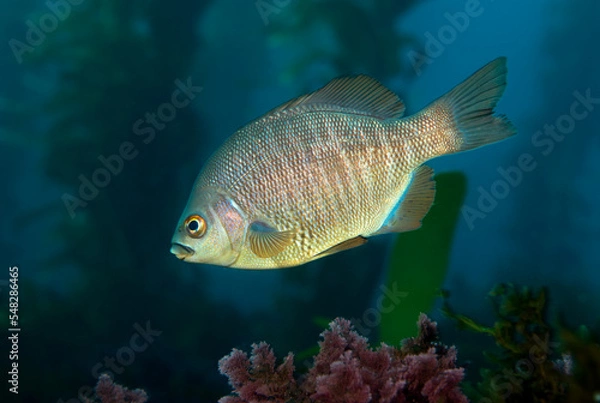Fototapeta Rare image of a barred surfperch in a shallow area of California's Channel Islands