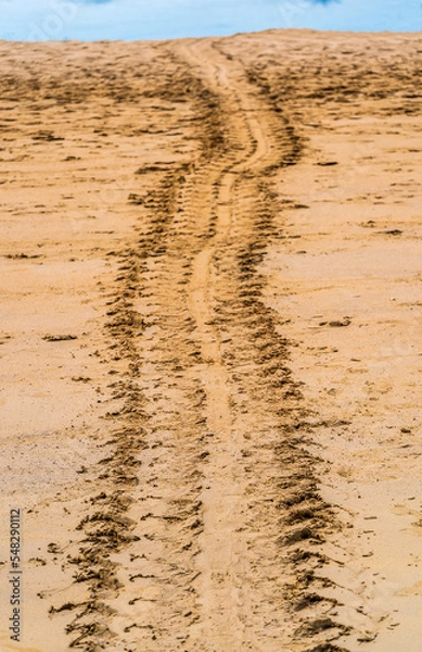 Obraz The Way of Life (Traces left on the beach of Galapagos Islands when sea turtles go to lay their eggs)