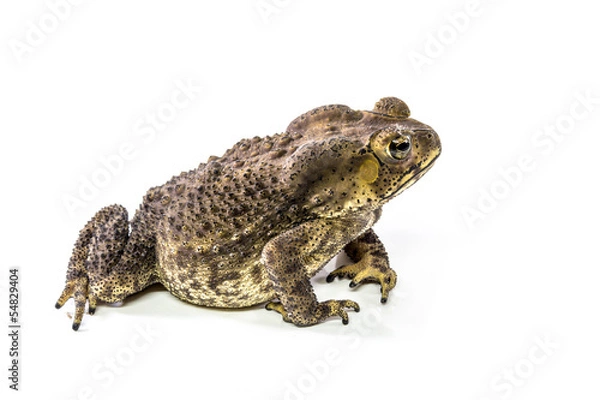 Fototapeta Toad on a white background.