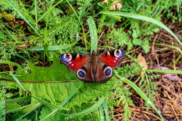 Obraz butterfly on the leaf