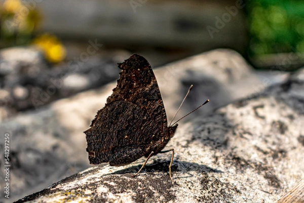 Obraz butterfly on the ground