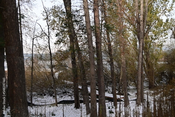 Fototapeta reflection of trees in the water