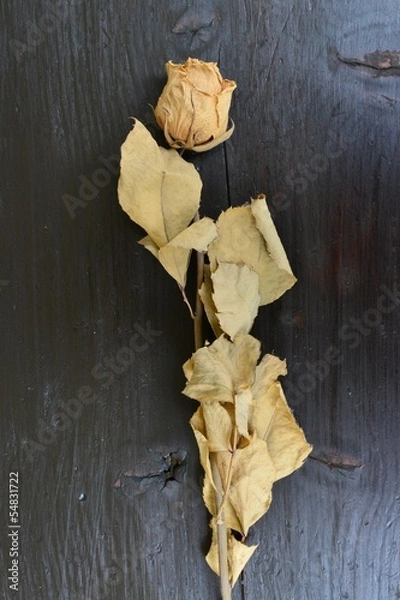 Obraz Vertrocknete Rose