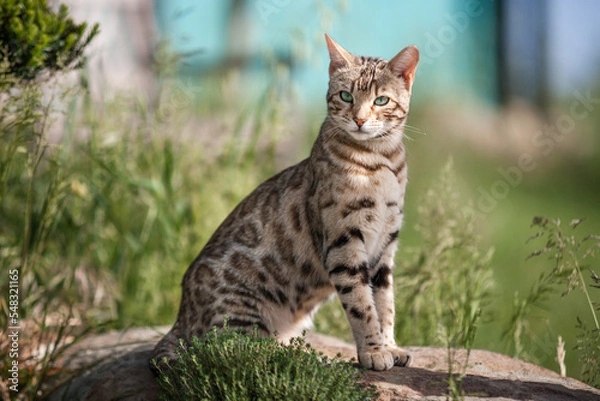 Obraz Bengal Cat Outdoor