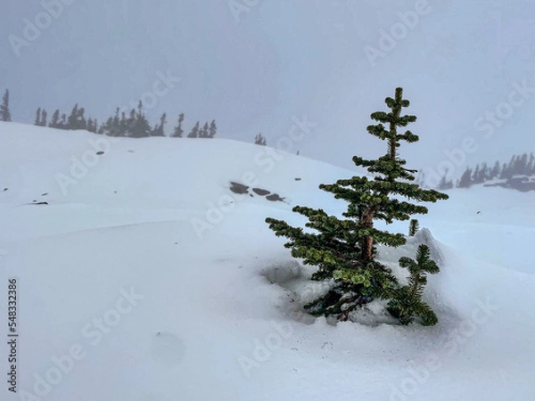 Obraz snow covered tree