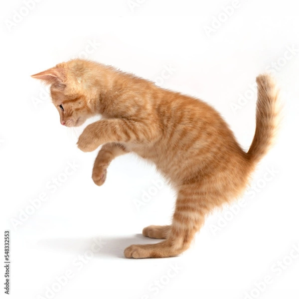 Fototapeta mixed breed kitten cat playing in the studio in a white background
