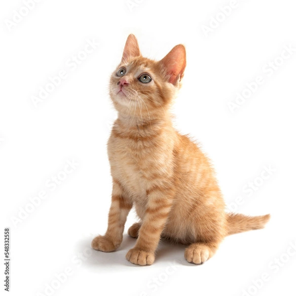 Fototapeta mixed breed kitten cat playing in the studio in a white background