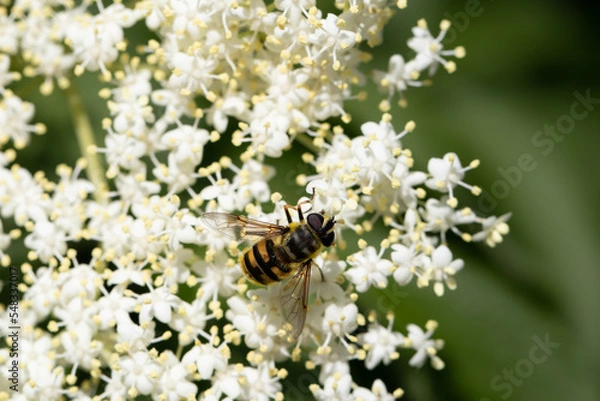 Fototapeta bee on a flower