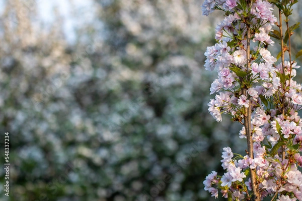 Fototapeta blossom in spring
