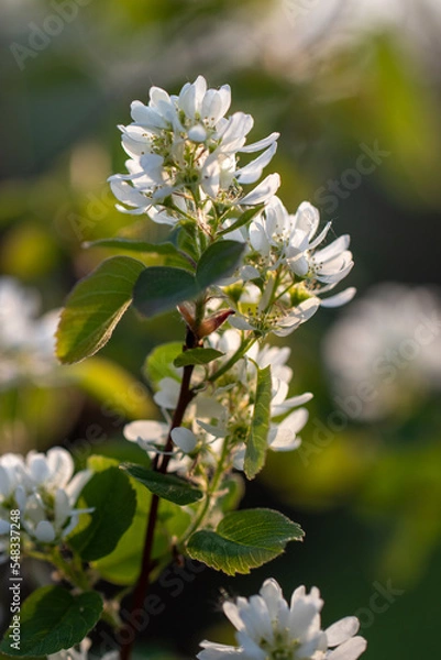 Fototapeta blossoming tree in spring