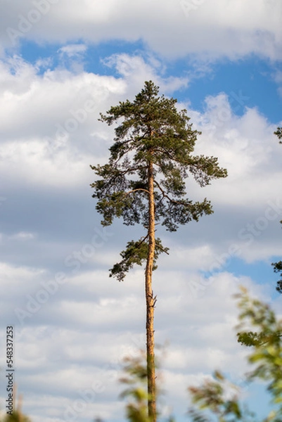 Fototapeta pine tree on sky