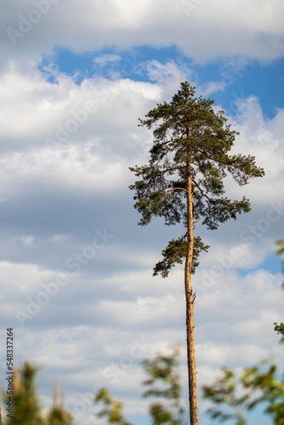 Fototapeta pine tree against sky