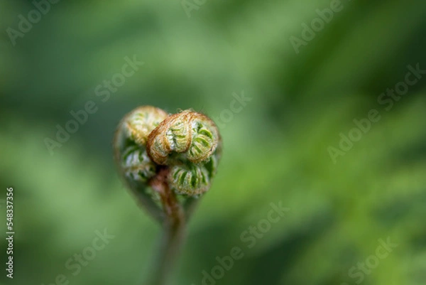 Fototapeta fern leaf