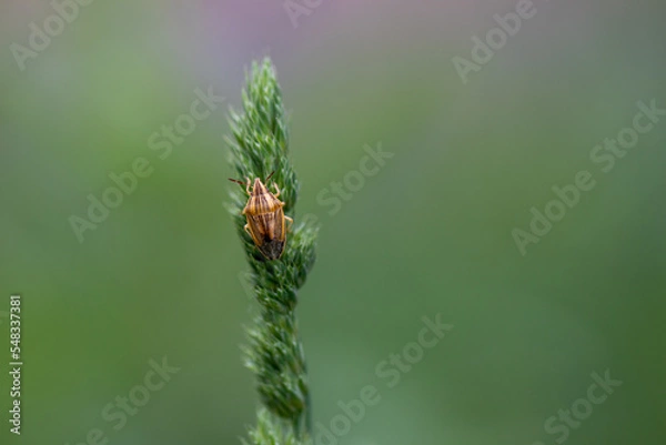 Fototapeta bug on a leaf