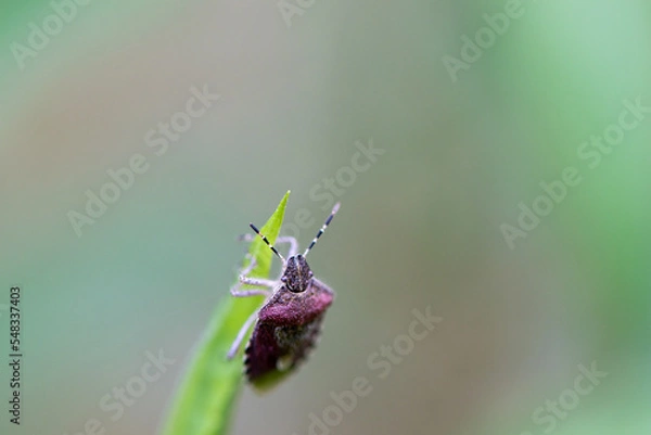 Fototapeta bug on a leaf