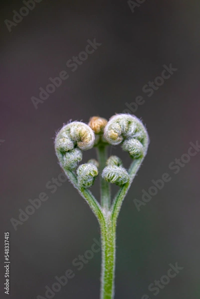 Fototapeta close up of a fern leaf