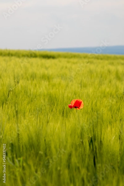 Fototapeta poppy in the field
