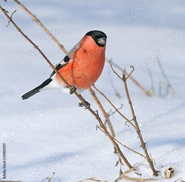 Obraz Eurasian Bullfinch ( Pyrrhula pyrrhula )