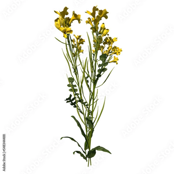 Fototapeta Front view of Plant (Bermuda Buttercup Oxalis pes-caprae 3) Tree png