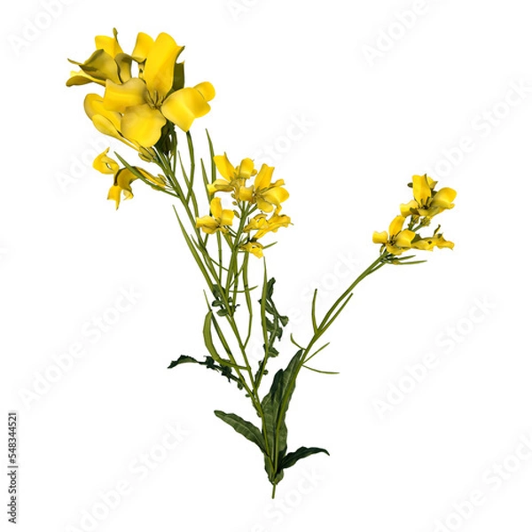 Fototapeta Front view of Plant (Bermuda Buttercup Oxalis pes-caprae 2) Tree png 