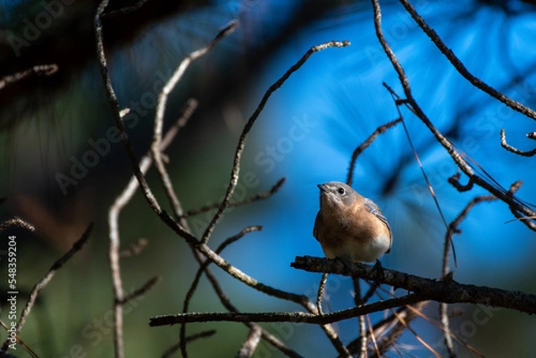 Obraz Eastern Bluebird on Tree Branch
