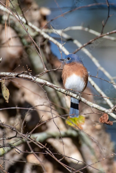Obraz Eastern Bluebird on Tree Branch