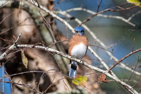 Obraz Eastern Bluebird on Tree Branch