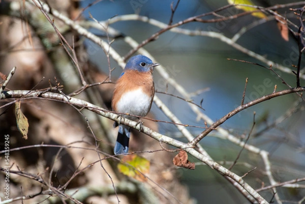 Obraz Eastern Bluebird on Tree Branch