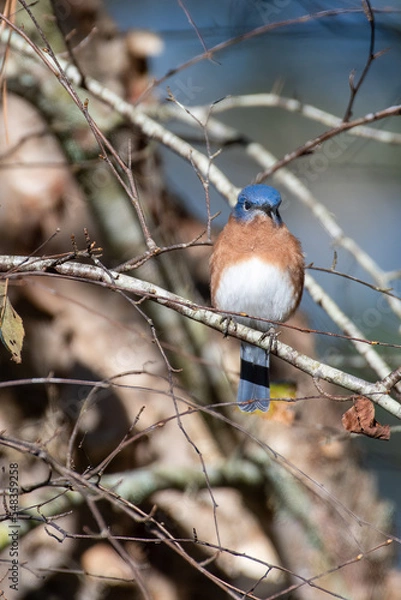 Obraz Eastern Bluebird on Tree Branch
