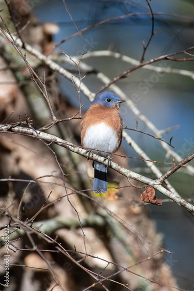 Obraz Eastern Bluebird on Tree Branch