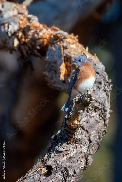 Obraz Eastern Bluebird on Tree Branch