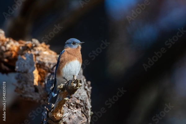 Obraz Eastern Bluebird on Tree Branch