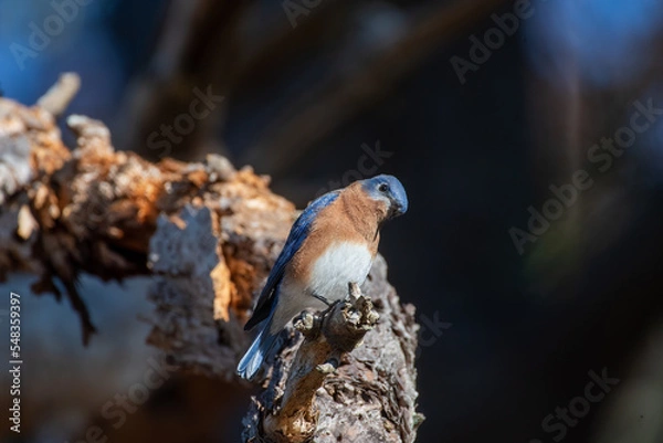 Obraz Eastern Bluebird on Tree Branch