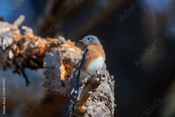 Obraz Eastern Bluebird on Tree Branch