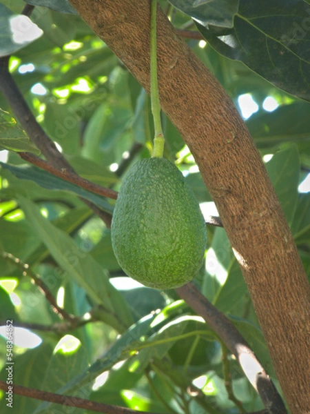 Obraz avocado on a tree
