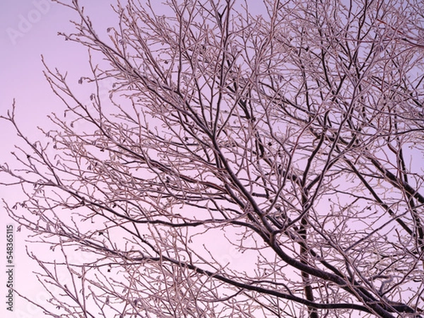 Fototapeta 紫色の霧氷