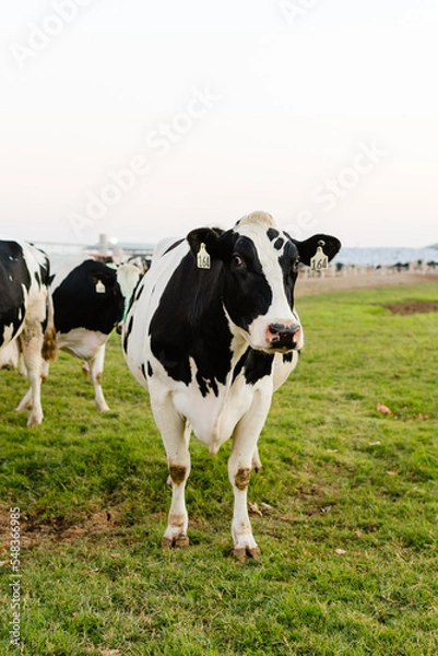 Obraz grazing cow