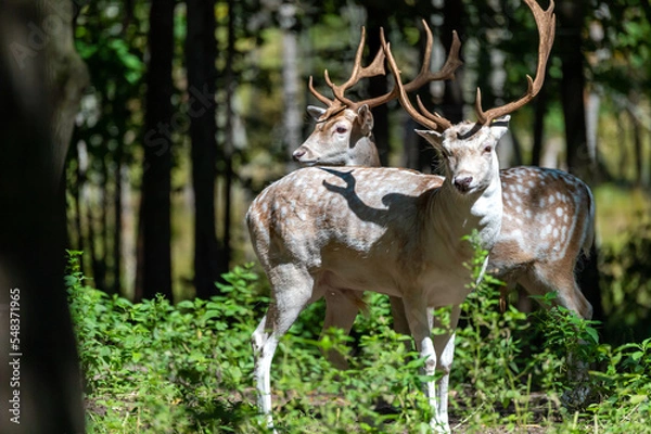 Obraz Fallow Deer Bucks
