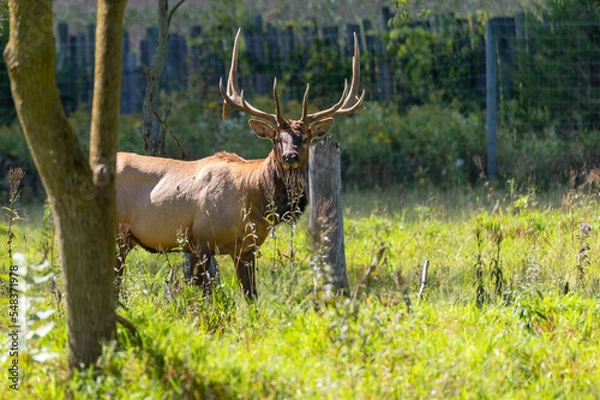 Obraz Bull Elk 2