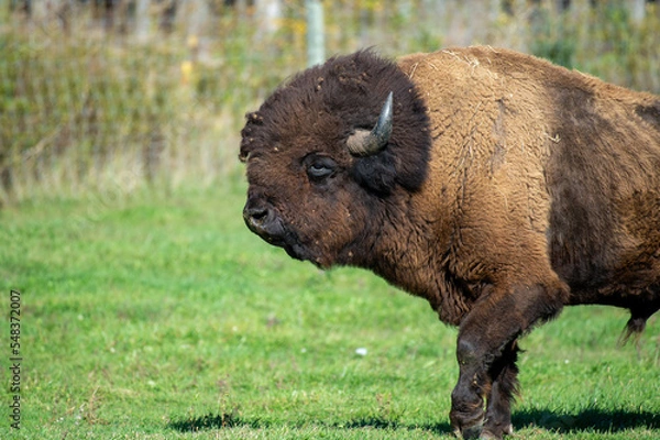 Obraz Bison Profile