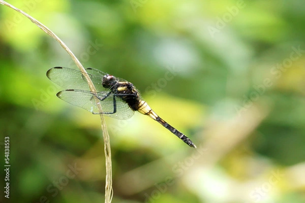 Obraz オオシオカラトンボ