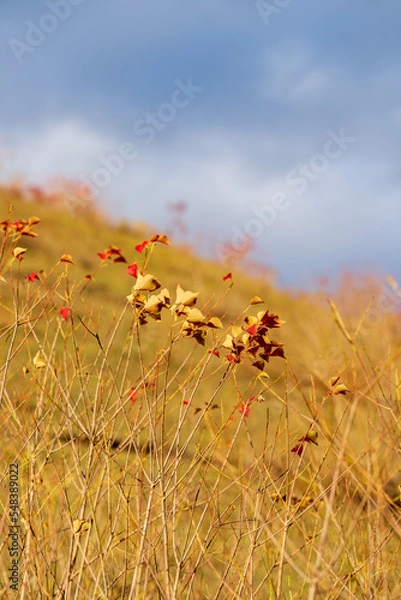 Obraz 秋のススキ・紅葉したナンキンハゼの風景（縦型）