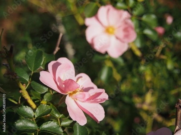 Obraz うすいピンク色のバラの花「クイーンマザー」