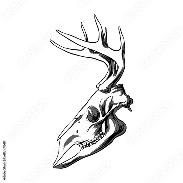Obraz Deer head skull vector illustration