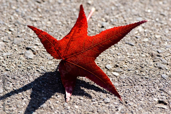 Obraz 楓の落ち葉