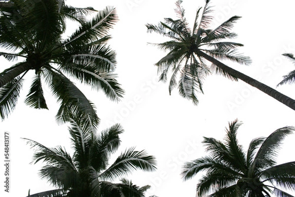 Fototapeta branch coconut palm tree leaves on transparent background png file