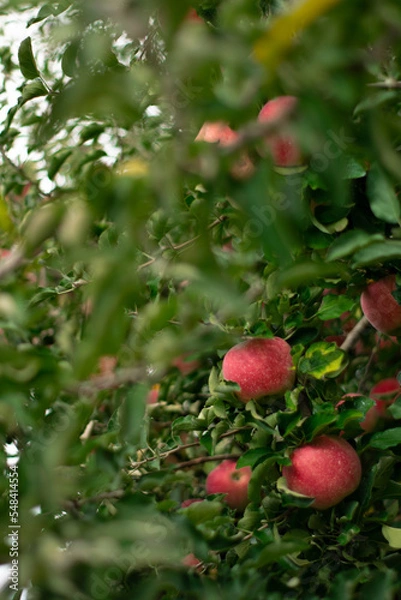 Obraz red apples on a branch