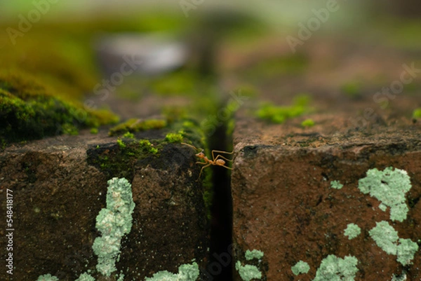 Obraz ant and moss for background 
